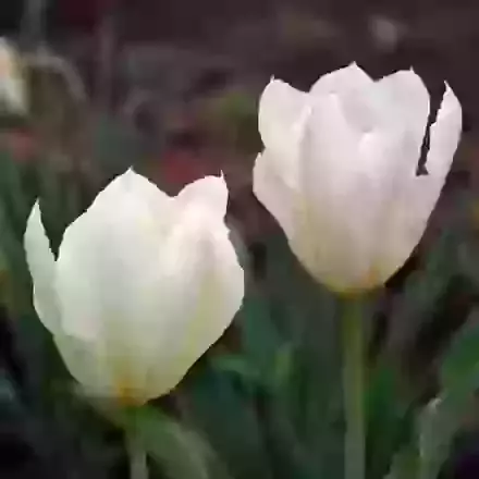Purissima